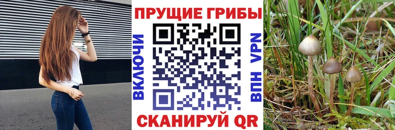 Купить закладки  Майский  Псилоцибиновые грибы Psilocybine cubensis 